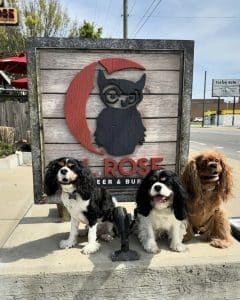A group of dogs pose in front of the restaurant M.L. Rose in Nashville