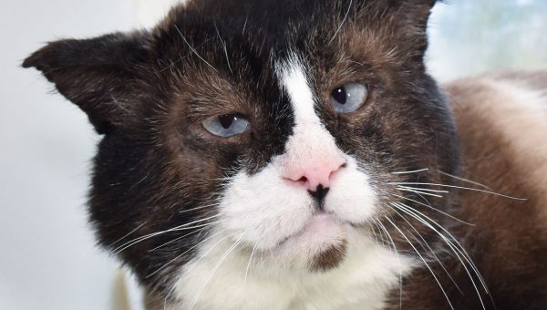 moggy the Cat's adorable black and white face, pink nose and blue eyes