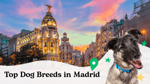 Top dog breeds in Madrid