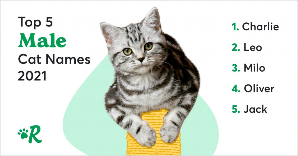 The top 5 most popular male cat names