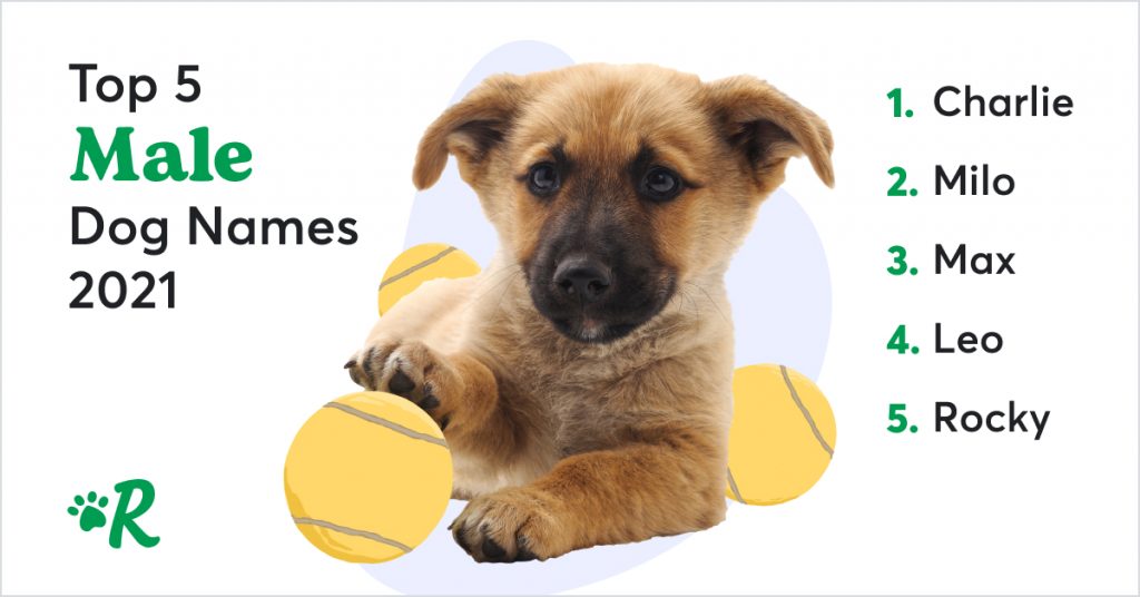 The top 5 most popular male dog names