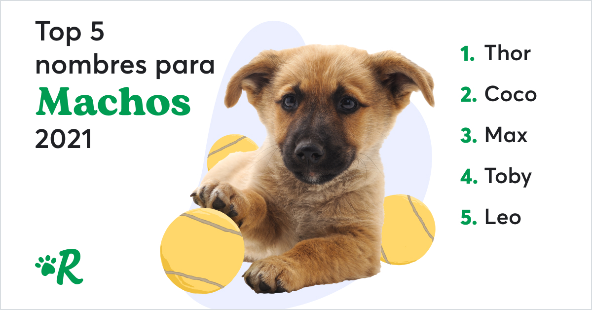 Los Nombres de Perros más Populares del 2021