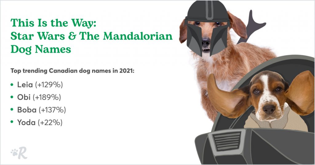 Dogs named after Star Wars and The Mandalorian