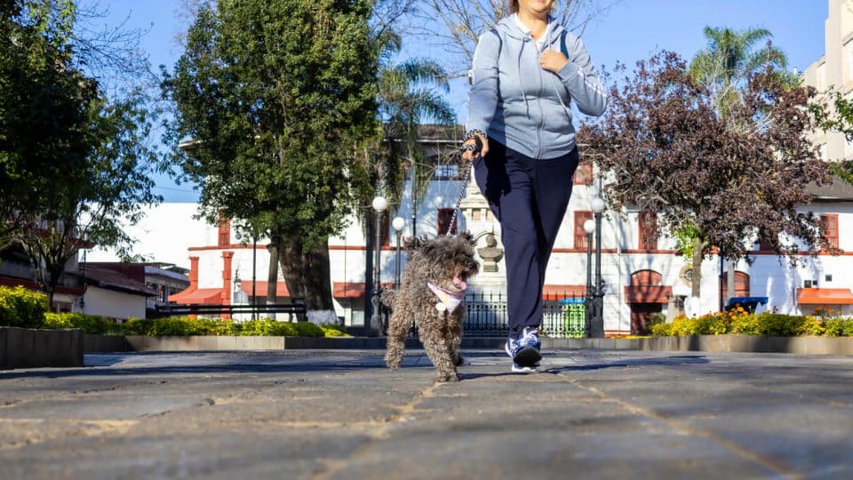 Person walks dog on street in Mexico