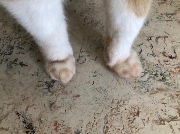 Cat feet that have been stained light brown