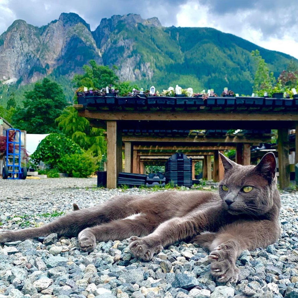Cat and mountain