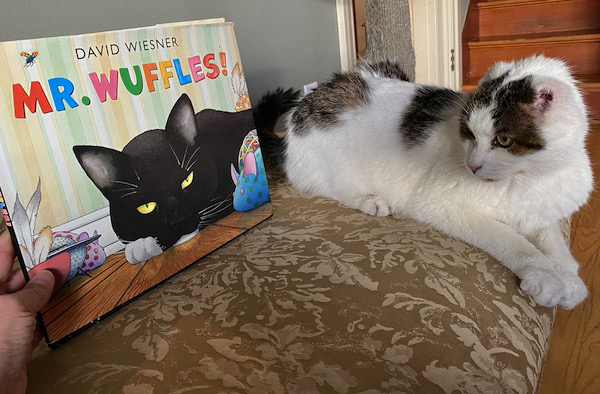 Cat poses next to a copy of Mr. Wuffles