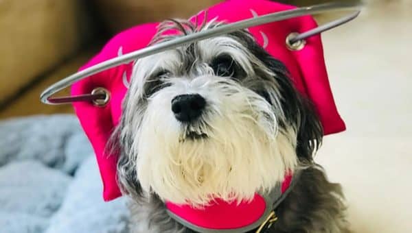 Blind dog, Bella, wearing her Muffin's Halo