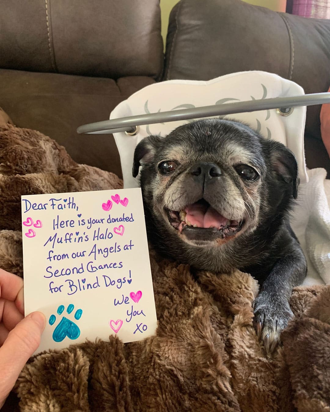 Muffin's Halo Is a Heavenly Invention That Helps Blind Dogs Navigate