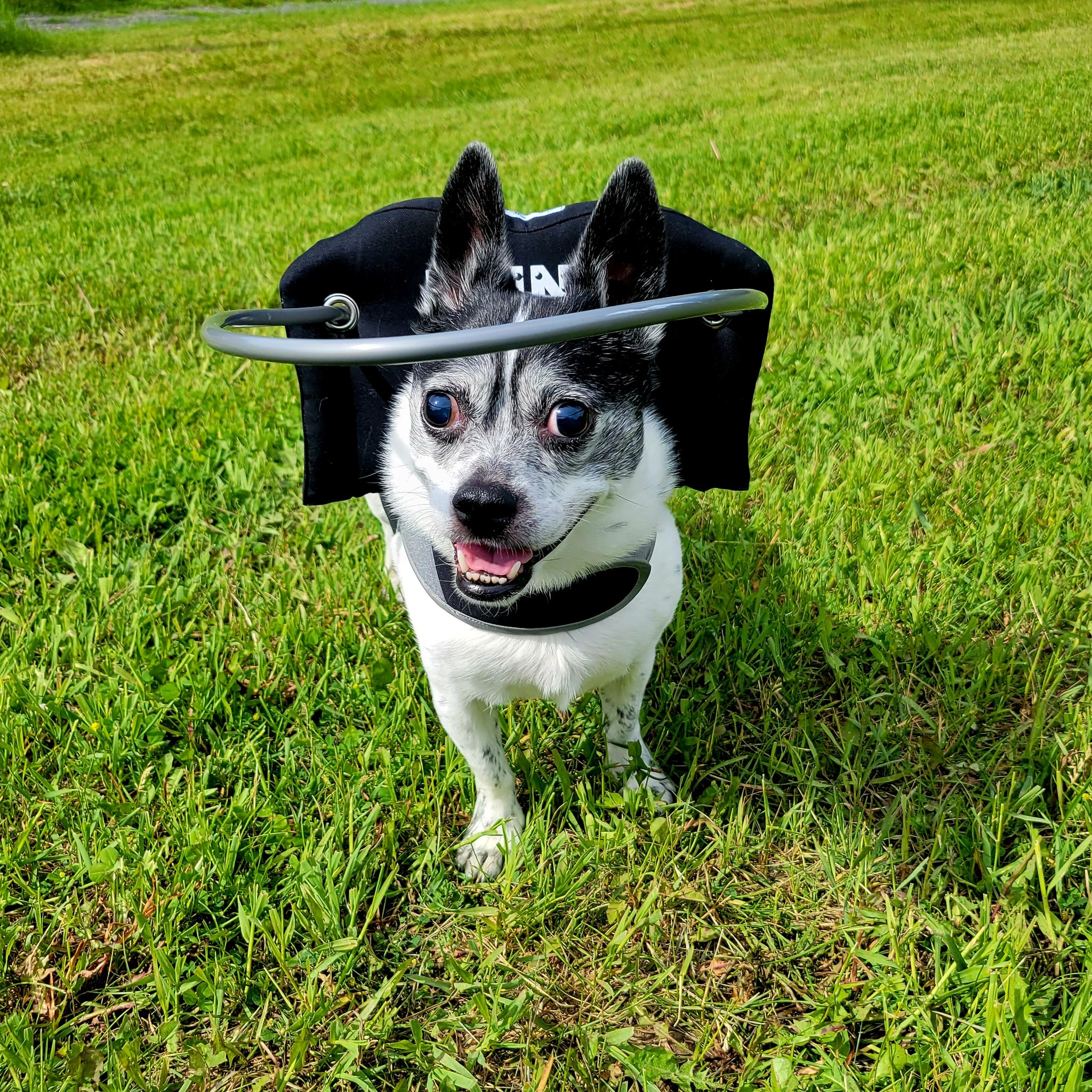 Muffin's Halo Is a Heavenly Invention That Helps Blind Dogs Navigate