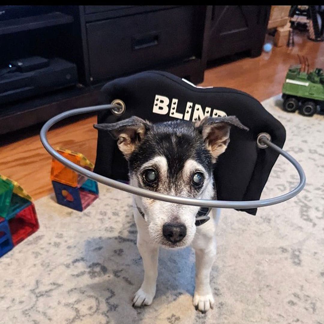 Muffin's Halo Is a Heavenly Invention That Helps Blind Dogs Navigate