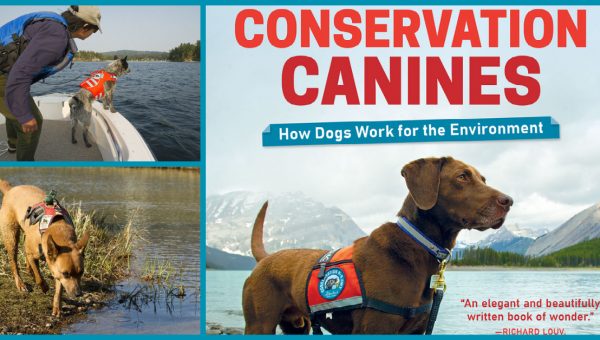 collage of various conservation canines at work