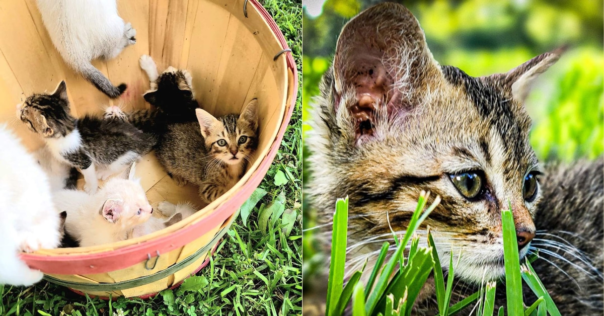 Louisiana Man Rescues 13 Kittens, Instantly 'America's Cat Dad'