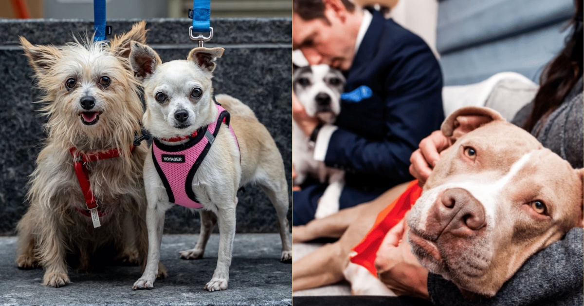 How Well Did You Follow Pets in the News This Month? The Dog People