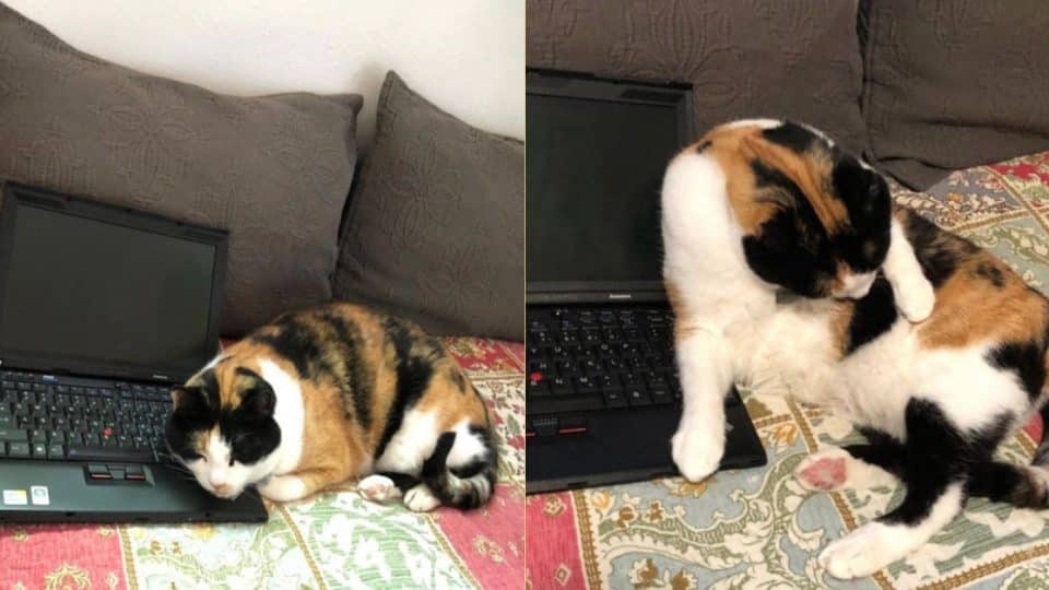 Ramona sleeping next to and grooming herself on mom's old laptop