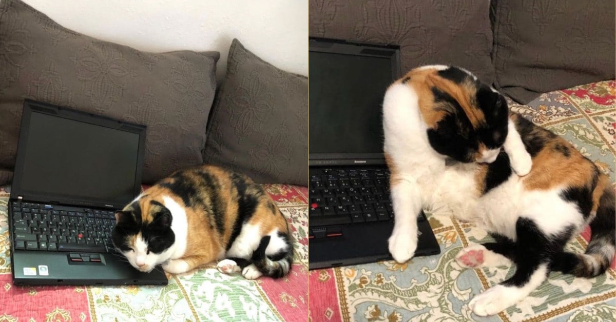 Cat All Over Your Laptop? Just Give 'Em Their Own The Dog People by