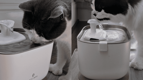 A black and white cat and gray and white cat drink from the PETLIBRO Dockstream App Monitoring Water Fountain