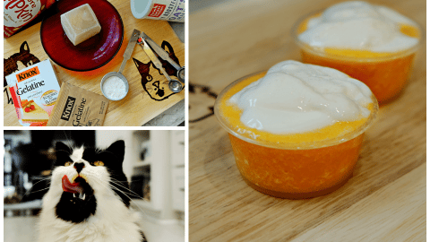 Pumpkin No-Spice Latte for Cats
