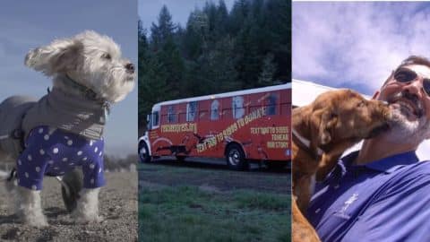 Stills from the documentary Free Puppies!