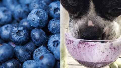 loose blueberries, left, and Bea the Boston devouring her blueberry shake
