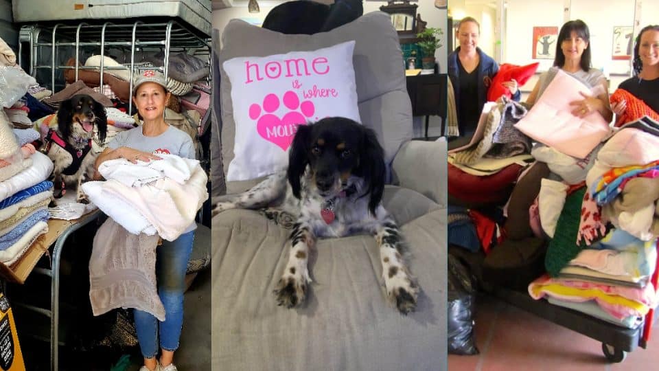 Operation Blankets of Love Swoops in When Shelters Are in Need