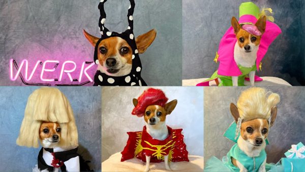RuPawl the doggie drag queen chihuahua in some of her fabulous costumes.