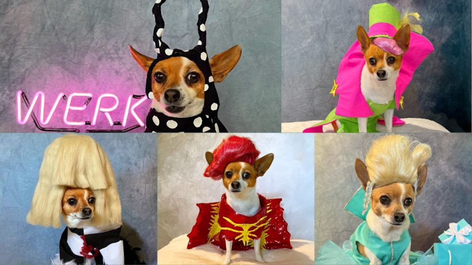 RuPawl the doggie drag queen chihuahua in some of her fabulous costumes.