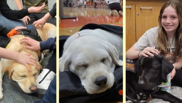 therapy dogs help kids in a Michigan school district
