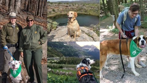 bark rangers at various national parks
