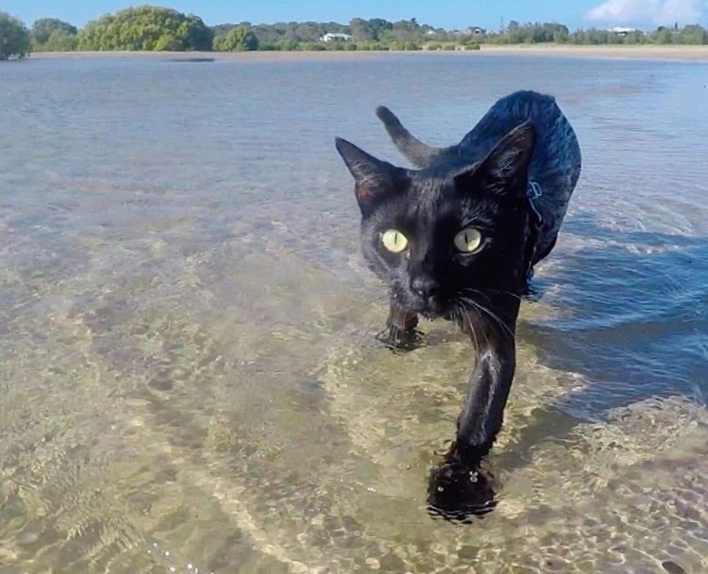 These Cats Just Can't Get Enough Water Playtime