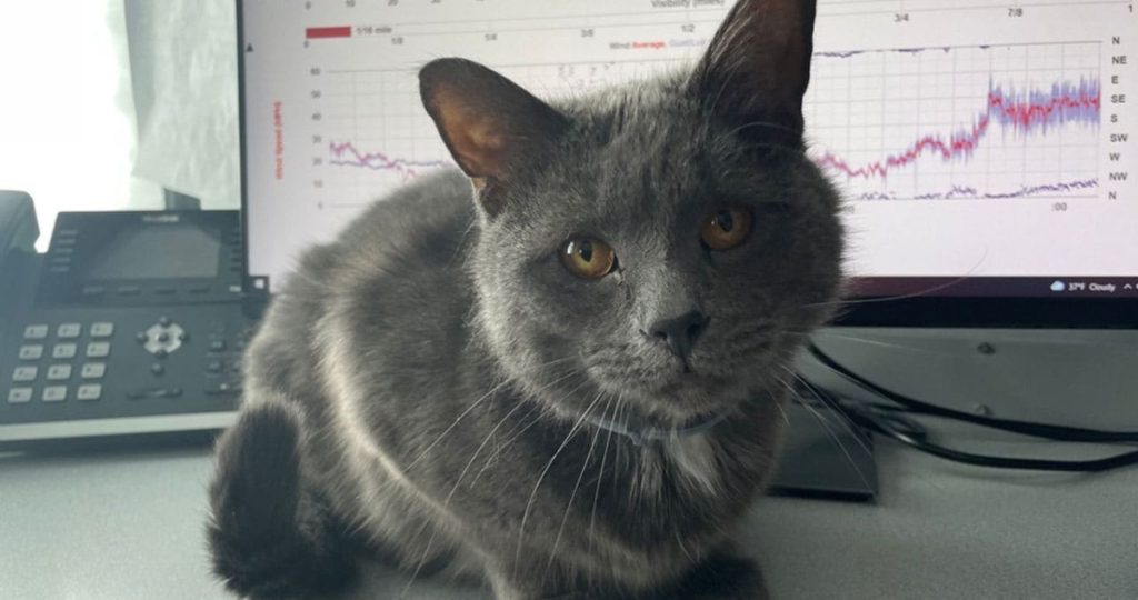 Cat on desk