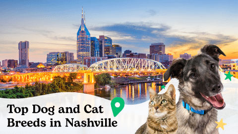 Most popular dogs and cats in Nashville