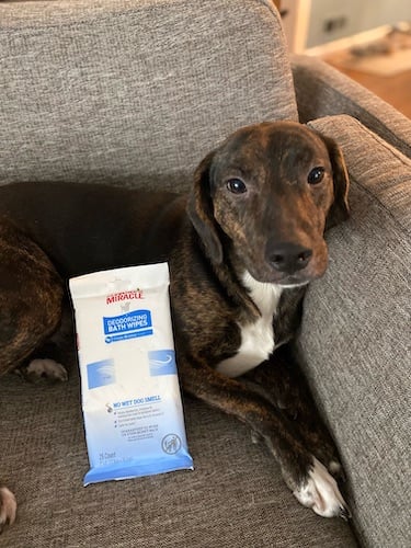 Dog sitting on couch with wipes