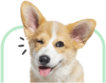 A corgi winking