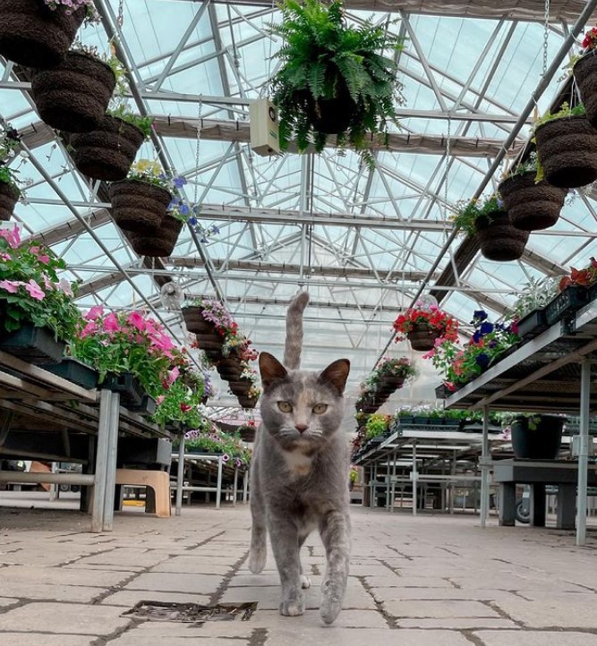 Cat in greenhouse