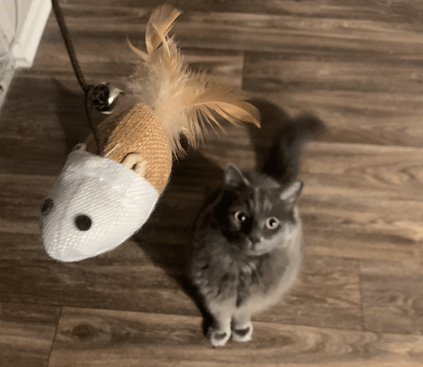 Mad Cat Fishing Pole Frenzy Cat Toy 1 ct | PetSmart