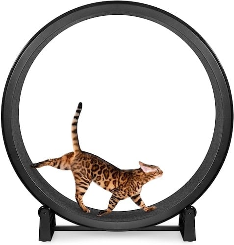 A multi-colored striped cat walking on a black exercise wheel. 