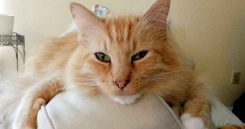 orange cat freckle nose