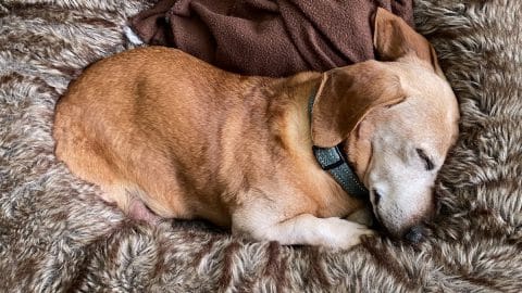 Dog sleeps in faux-fur bed