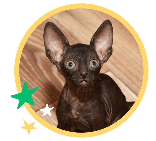 A black Cornish Rex cat with pointed ears