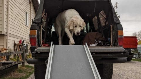 Dog walks down ramp from back of car