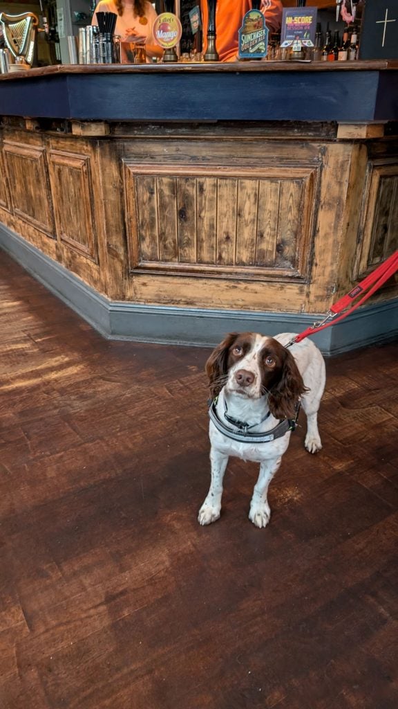 Dog in front of the bar at the Church Pub, Birmingham