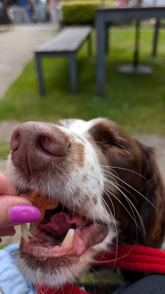 Dog accepting treat in a pub garden