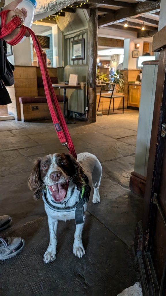 Spaniel in front of pub interior, Ye Olde Saracen's Head, Balsall Common