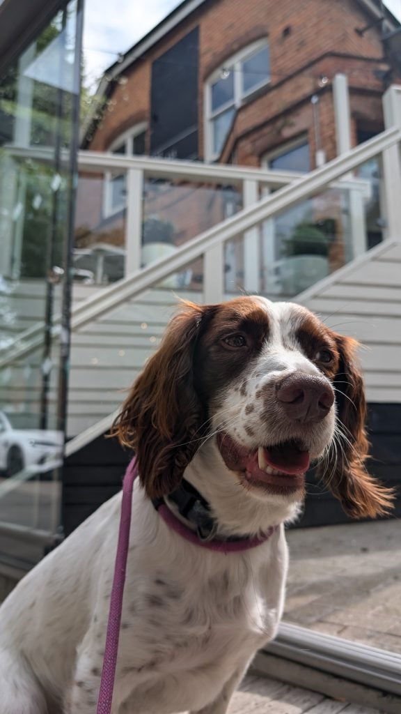 Spaniel in front of The Village Pub, Moseley
