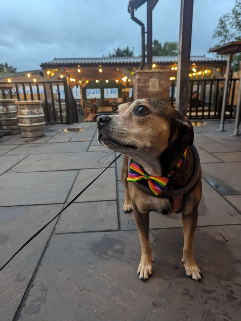 Staffy in front of The Lion at Basford pub