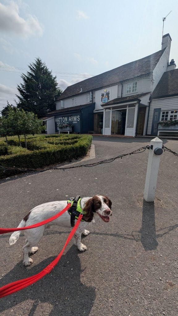 Dog in front of the Hatton Arms, Warwick
