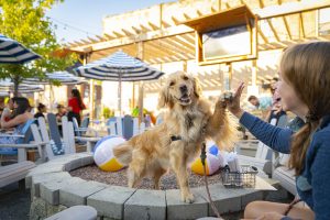 A dog and a human high five on the patio of Park and Field restaurant 