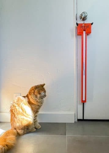 Ginger cat staring at string toy hanging on door