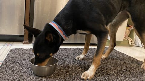 Dog eating Raised Right food from bowl